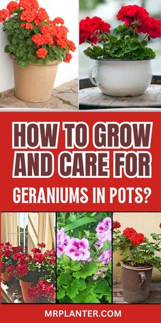 how to grow and care for geraniums in pots? by mr planter