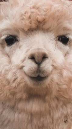 an alpaca is looking at the camera