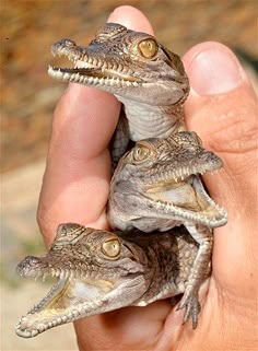 three small alligators sitting in the palm of someone's hand