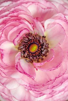 the center of a large pink flower with white and yellow stamens on it