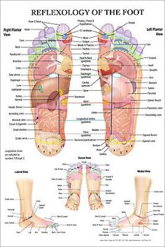 REFLEXOLOGY OF THE FOOT ACUPUNCTURE POINT DIAGRAM ANATOMY CHART PREMIUM POSTER | eBay Acupuncture Points Chart, Ear Reflexology, Anatomy Chart, Acupuncture Point