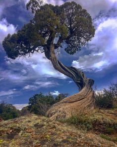 a tree that is sitting on the side of a hill with clouds in the background