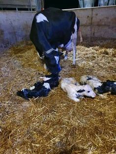 cows are laying down in the hay inside their pen and one is eating from its mother