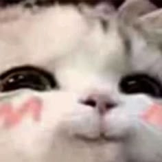 a white cat with black eyes and pink hearts on it's face looking at the camera