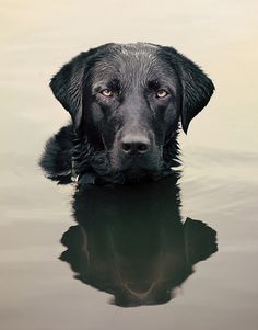 a black and white photo of a dog's face in the water with its reflection