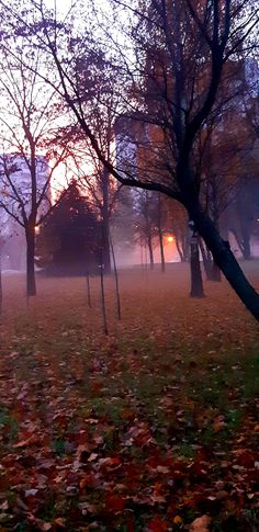 a park with trees and leaves on the ground