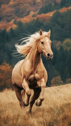 a brown horse running through a dry grass field