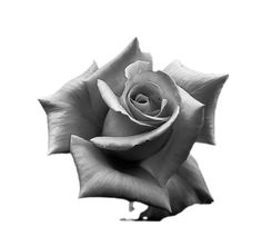 a black and white photo of a rose