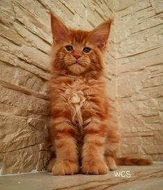 an orange kitten sitting on top of a floor next to a stone wall and looking at the camera