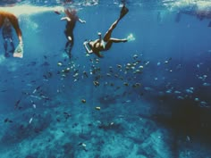 three people swimming in the ocean with fish around them and one person diving for food