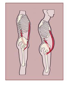 Psoas Iliaque, Pot Belly, Yoga Anatomy