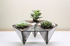 three glass pyramids with succulent plants in them