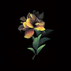 two yellow flowers with green leaves on a black background