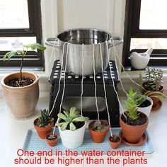 several potted plants sitting on top of a stove