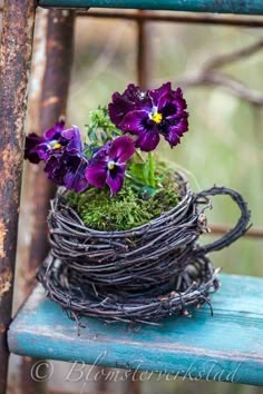 purple pansies in a bird's nest with moss and twigs on an old chair