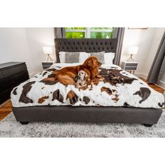 a brown and white dog laying on top of a bed covered in cow print blankets