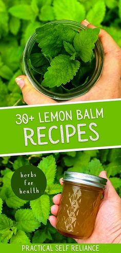 a person holding a jar filled with lemon balm and green leaves in front of the text overlay reads 30 + lemon balm recipes herbs for health practical self reliance