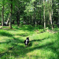 a black and white dog is walking through the woods