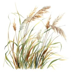 watercolor painting of grass and reeds on white background