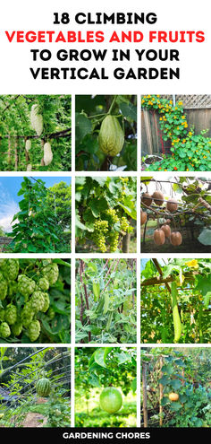 18 Climbing Vegetables and Fruits to Grow Vertically On A Trellis Vertical Fruit And Vegetable Garden, Growing Vegetables On A Trellis, Vining Vegetable Plants, Growing Tomatoes Vertically, Climbing Vegetable Plants, Trellis Vegetables, Vine Vegetables, Verticle Vegetable Garden, Vining Vegetables