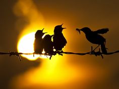 four birds sitting on a barbed wire with the sun in the back ground behind them