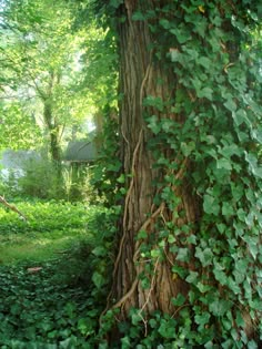 ivy growing up the side of a tree trunk