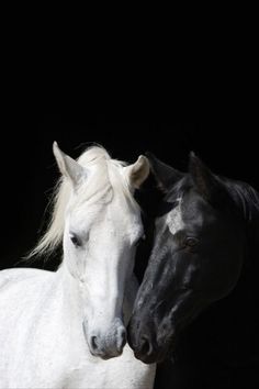 two black and white horses standing next to each other on a dark background with their heads close together