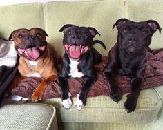 three dogs sitting on a couch with their mouths open