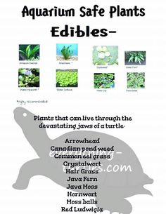 an image of plants that can live through the bible's book, aquarium safe plants edibles