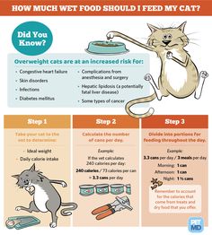 a poster with instructions on how to feed a cat and what to use it for