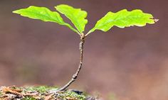 a small green plant sprouting from the ground