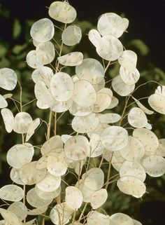 a close up of a plant with white flowers