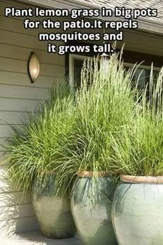 two large planters with grass in them on the side of a house that says, plant lemon grass in big pots for the patio if repels mosquitoes and it grows tall