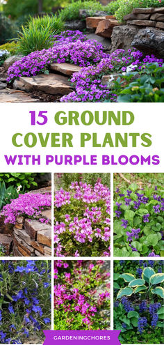 15 Beautiful And Low Maintenance Ground Cover Plants With Purple Flowers Purple And Green Garden Ideas, Colorful Ground Cover Perennials, Ground Cover With Purple Flowers, Ground Cover For Rock Garden, Shady Perennial Plants, Purple Ground Cover Plants, Purple Outdoor Plants, Purple Plants Outdoors, Purple Garden Ideas