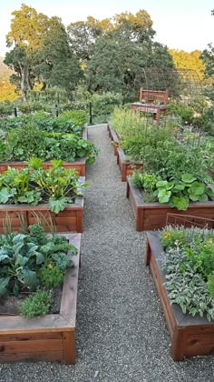 a garden filled with lots of different types of vegetables and plants in wooden boxes next to each other