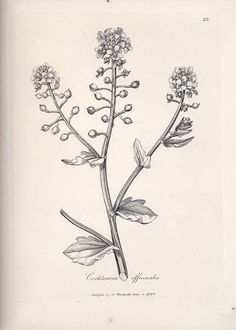 a drawing of a plant with leaves and flowers