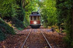 a red train traveling through a forest filled with green trees and leaves on the tracks