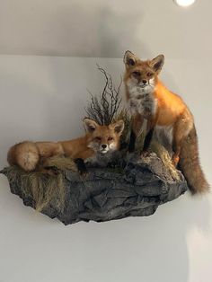 two foxes sitting on top of a rock in front of a white wall and ceiling