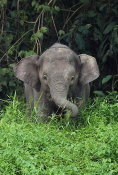 an elephant is sitting in the grass with its trunk up and it's eyes closed