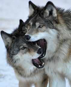 two gray wolfs standing next to each other in the snow with their mouths open