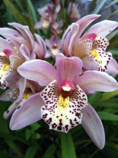 some very pretty purple flowers with spots on them