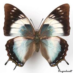 a blue and brown butterfly sitting on top of a white surface with its wings open