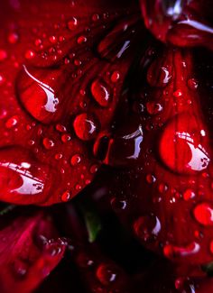 red flowers with drops of water on them