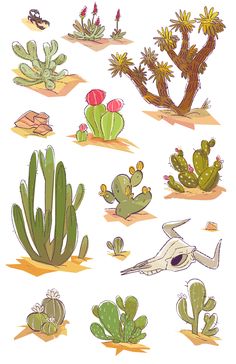 various types of cactus plants and cacti are shown in this drawing style illustration