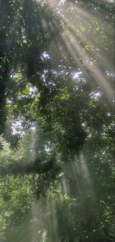 the sun shines through the trees and leaves