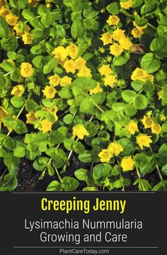 yellow flowers with green leaves in the background and text reading creeping jenny lymacha nummularia growing and care