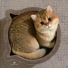 an orange and white cat is sitting in a small bed on the carpeted floor