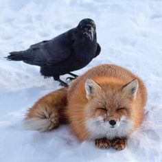 two black birds sitting on the snow next to a red fox and a black bird