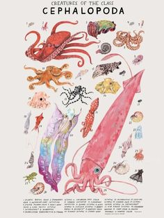 an octopus, squid, seahorse, and other marine animals are depicted in this watercolor painting