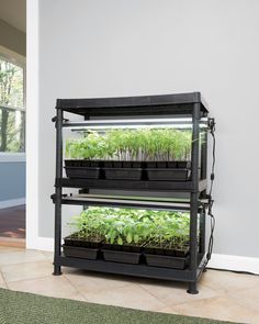 an indoor greenhouse with plants growing in the planter and on the floor next to it